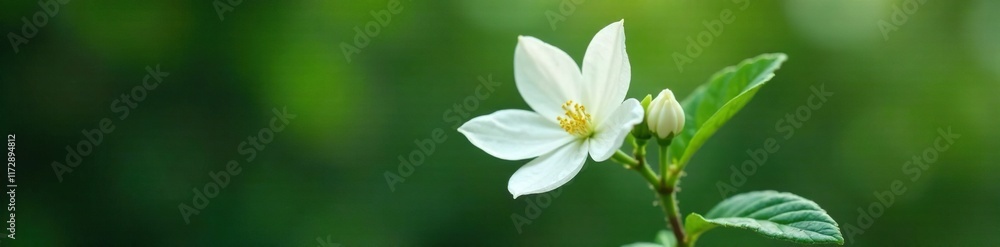 Single white jasmine flower with loose and flowing petals, solitary, jasmine flower, airy Single white jasmine flower with loose and flowing petals, solitary, jasmine flower, airy