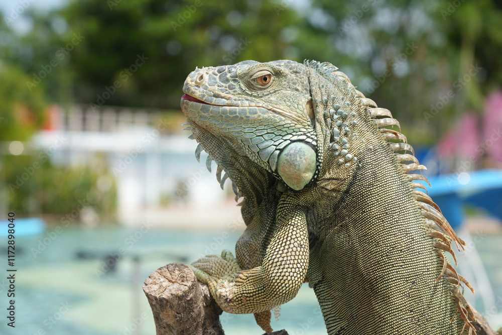 Fototapeta premium The iguana is a type of large lizard belonging to the family Iguanidae, which is found primarily in the Americas. They are known for their long tails, spiny crests, and robust, muscular bodies.