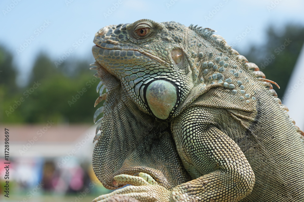 Fototapeta premium The iguana is a type of large lizard belonging to the family Iguanidae, which is found primarily in the Americas. They are known for their long tails, spiny crests, and robust, muscular bodies. 