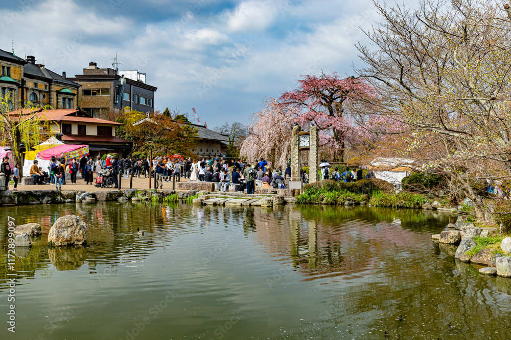 Obraz premium 京都府円山公園 満開のしだれ桜 