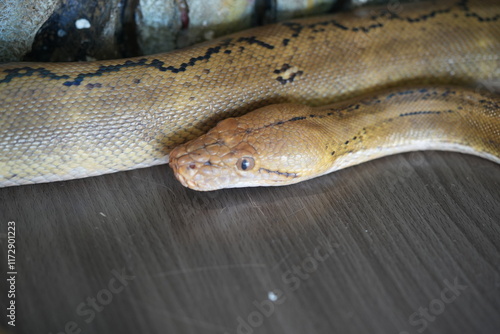 Malayopython reticulatus, commonly known as the reticulated python, is one of the largest and longest snakes in the world. Native to Southeast Asia, it is renowned for its impressive size photo