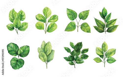 A collection of various green leaves illustrated 