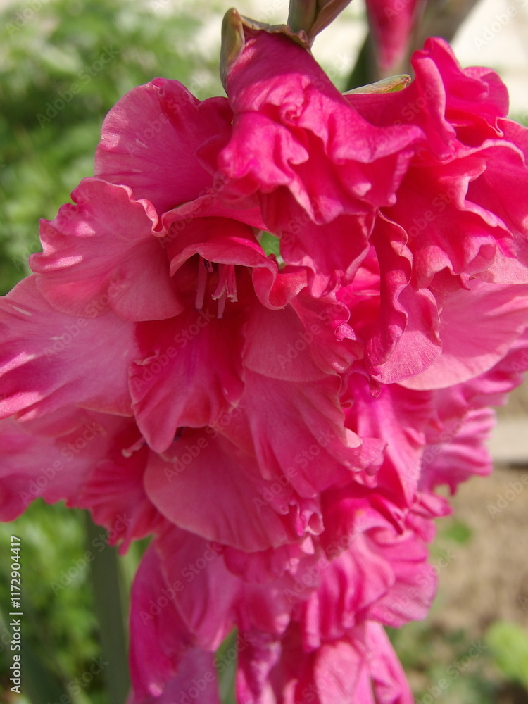 Fototapeta premium Zbliżenie na kwiat rośliny z gatunku Gladiolus