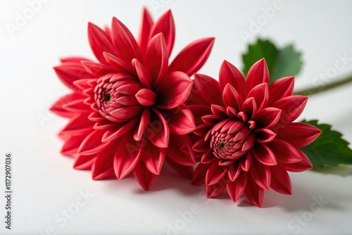 Red dahlia with large pom poms on a white surface, decoration, blooming, nature