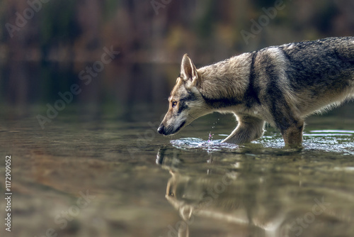 Obraz na płótnie A wolf dog hybrid walking in the water of a lake outdoors w salonie