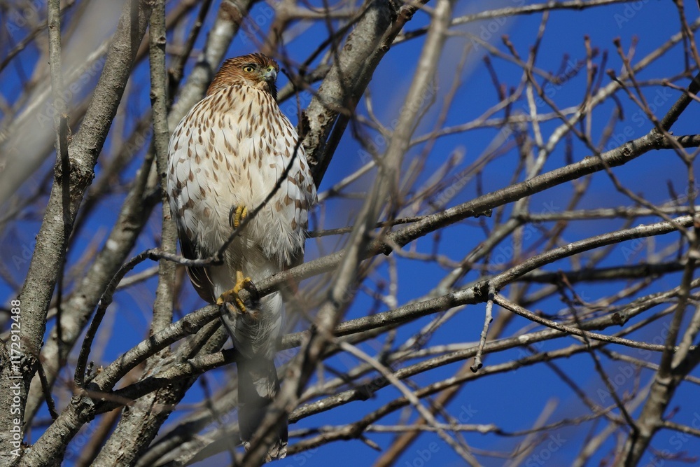Fototapeta premium Hawk perched on a tree branch