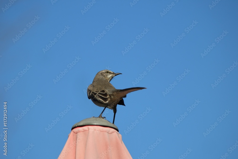 Bird on Umbrella Against Blue Sky Bird on Umbrella Against Blue Sky