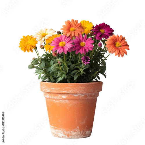 Wallpaper Mural colorful chrysanthemum flowers in pot close up view isolated on a white background Torontodigital.ca