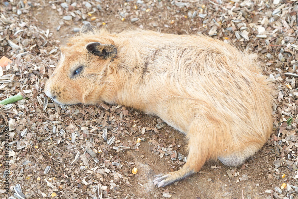 Fototapeta premium The guinea pig (Cavia porcellus), also known as a cavy, is a small, herbivorous rodent native to South America. Domesticated thousands of years ago by the Indigenous peoples of the Andes, guinea pigs 