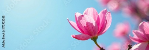 delicate pink petals unfurl in the clear spring sky, nature, spring bloom