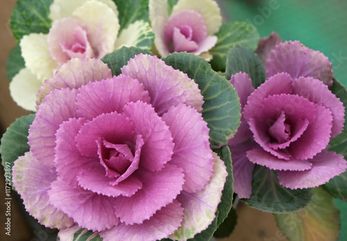 冬を彩るハボタン