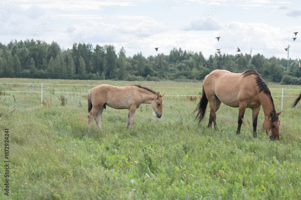 Beautiful purebred horses on a horse farm in summer. Beautiful purebred horses on a horse farm in summer.