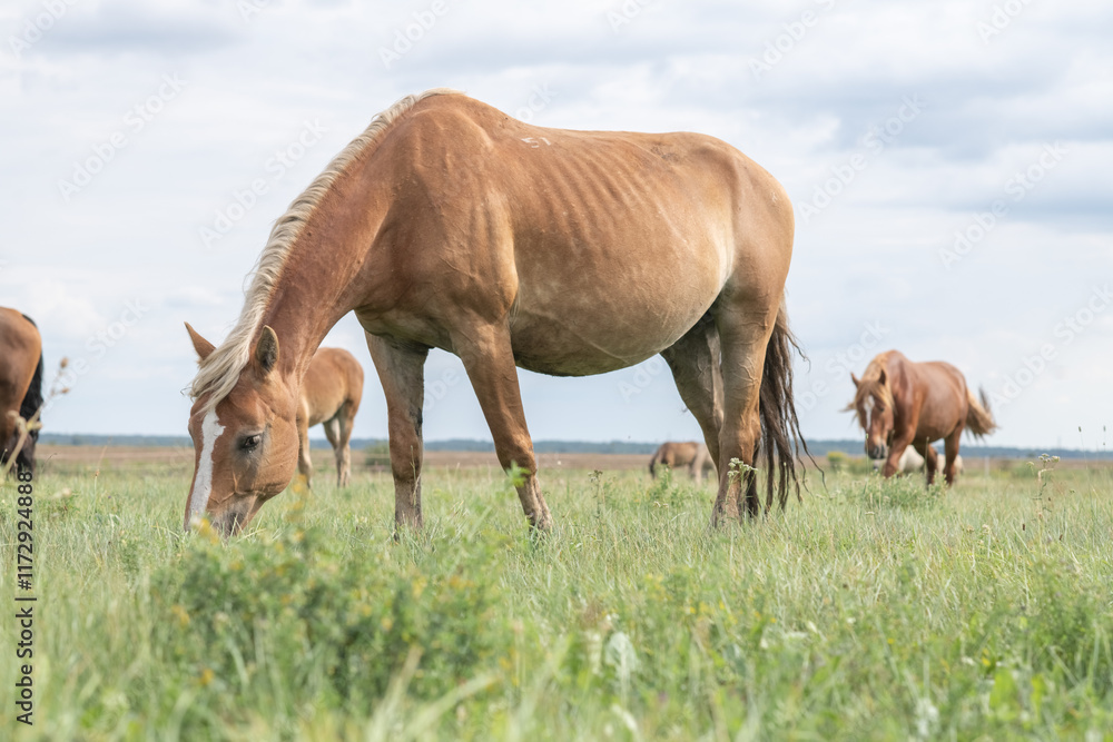 Beautiful purebred horses on a horse farm in summer. Beautiful purebred horses on a horse farm in summer.