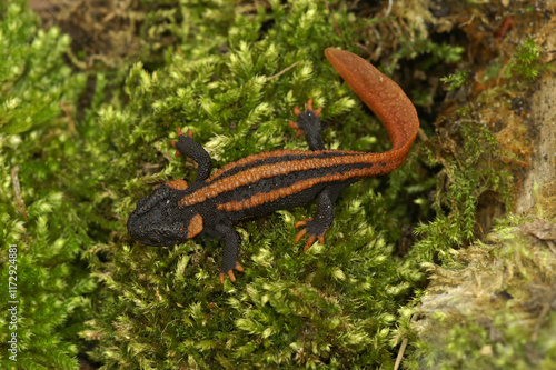 Closeup on the colorful but endangered Chinese Red-tailed Knobby Newt, Tylototriton kweichowensis photo