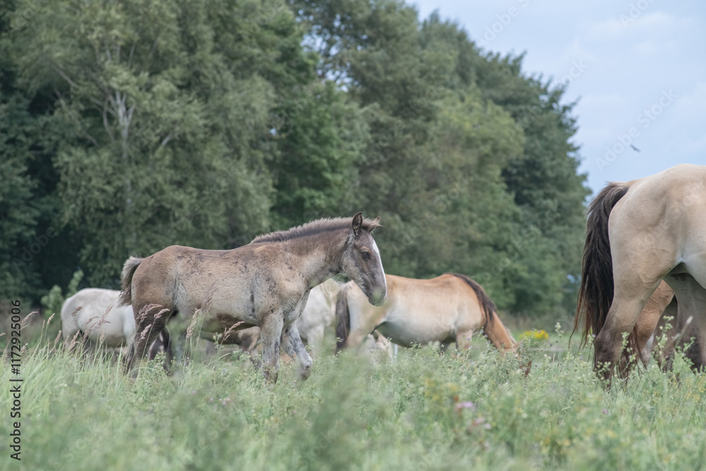 Beautiful purebred horses on a horse farm in summer. Beautiful purebred horses on a horse farm in summer.