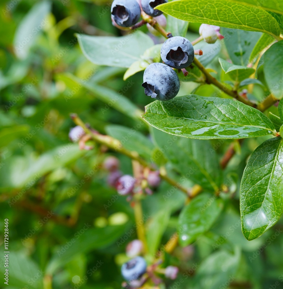 Close up of blueberries on the branch Close up of blueberries on the branch