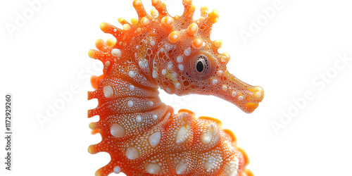 Close-up of orange seahorse with bumps isolated on transparent background photo