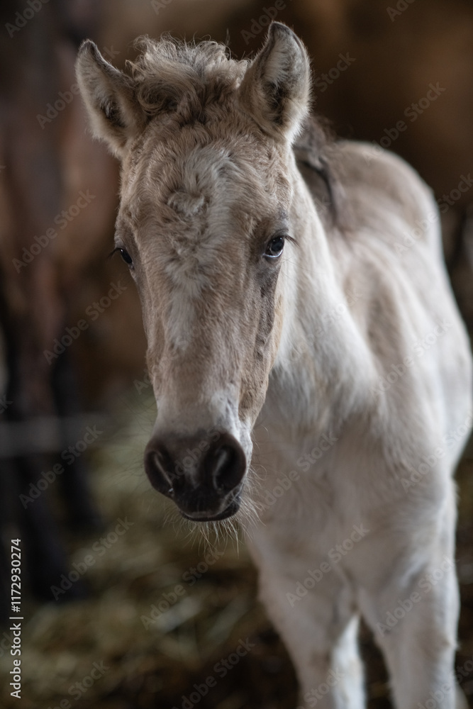 Beautiful purebred horses on a horse farm in summer. Beautiful purebred horses on a horse farm in summer.
