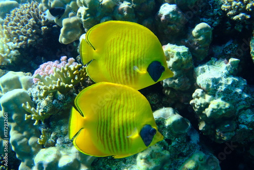 Konstfotografi Masked butterflyfish or bluecheek butterflyfish (Chaetodon semilarvatus) underse