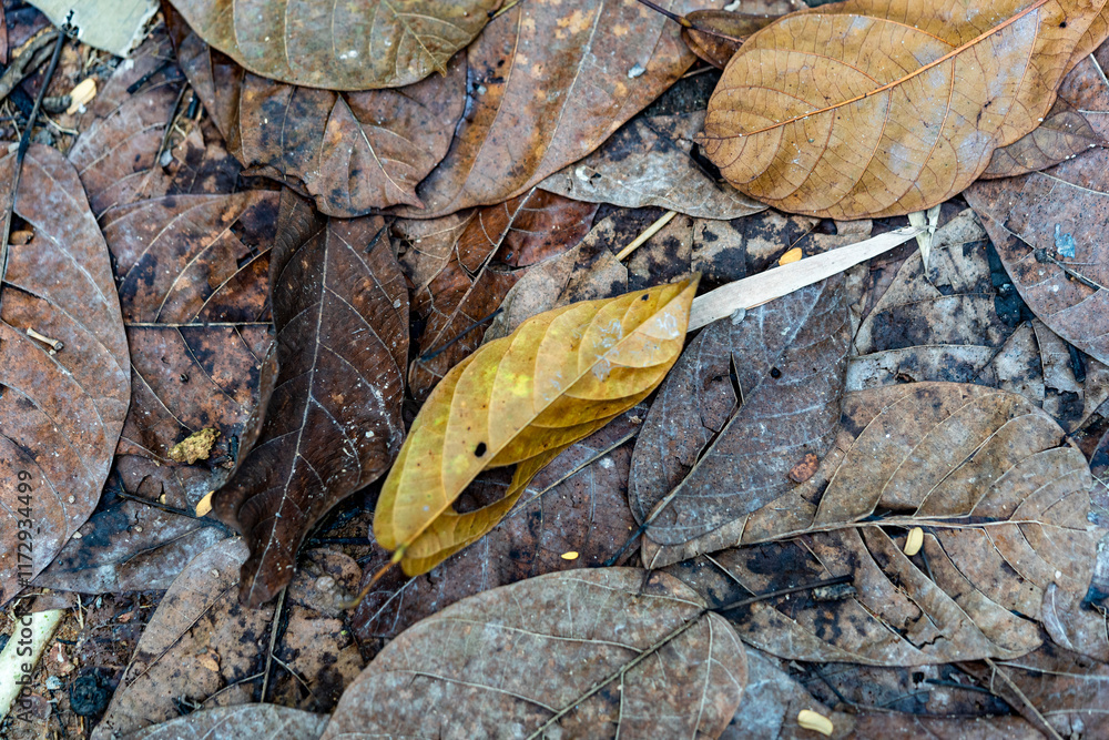 dirty fallen brownish old leaves backgroud with mud on the floor dirty fallen brownish old leaves backgroud with mud on the floor