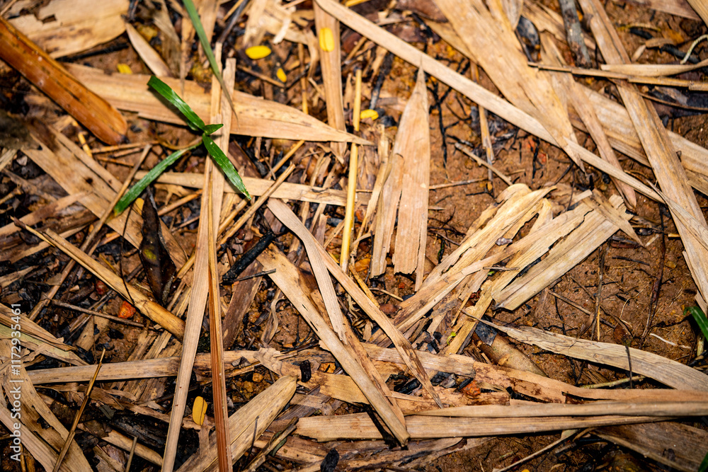 dirty fallen brownish old leaves backgroud with mud on the floor dirty fallen brownish old leaves backgroud with mud on the floor