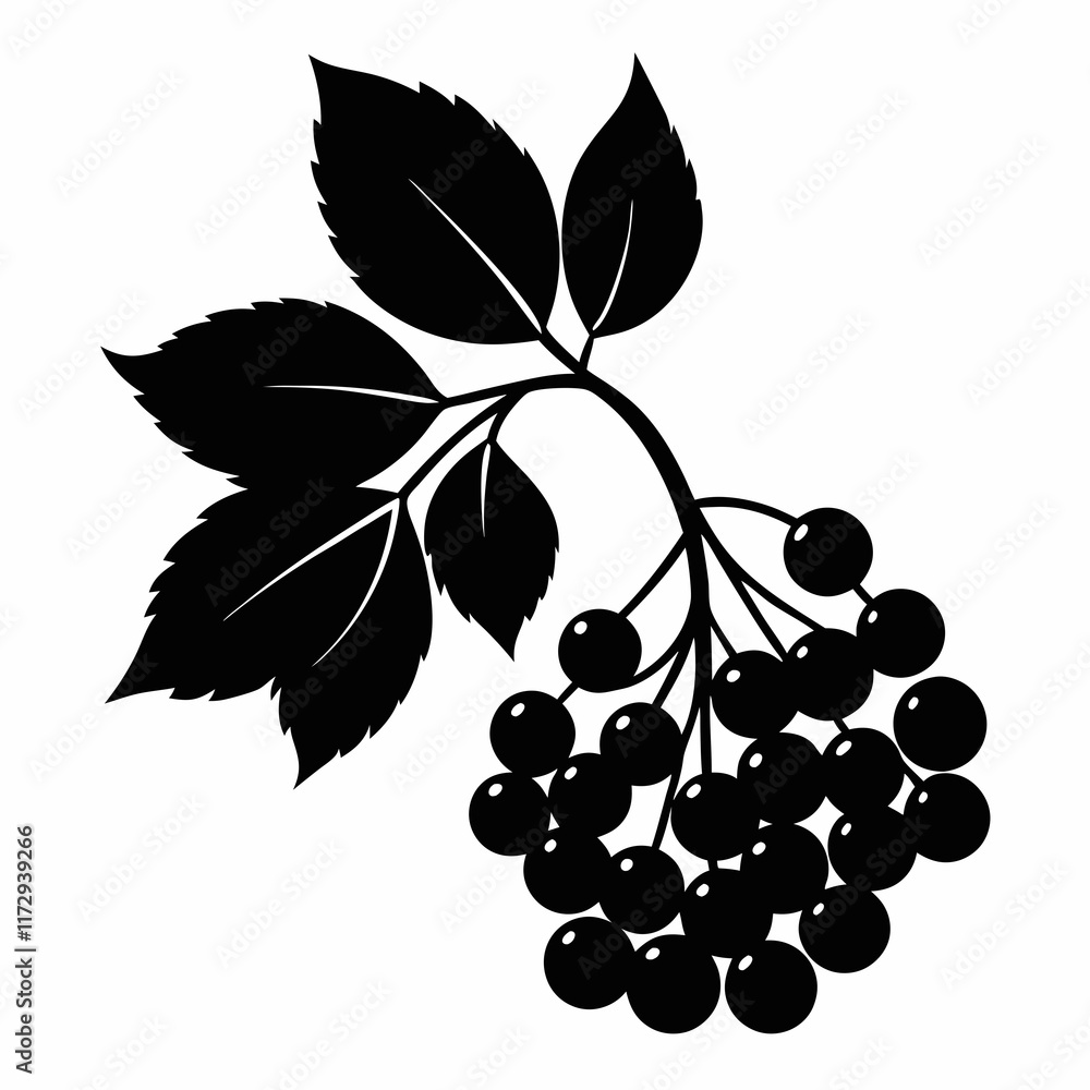 Obraz premium Elegant Elderberry Silhouette Vector Art