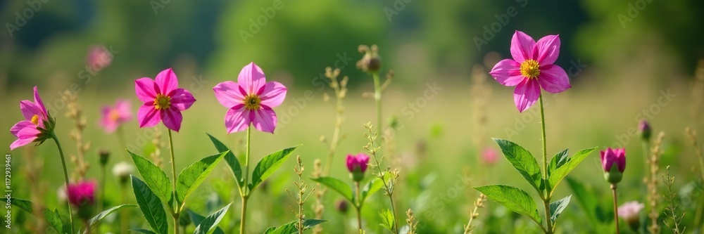 Hellebore flowers in a field with wildflowers and grasses, foliage, landscape, nature Hellebore flowers in a field with wildflowers and grasses, foliage, landscape, nature
