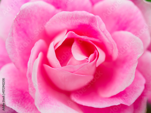 Wallpaper Mural 薔薇の花 Torontodigital.ca