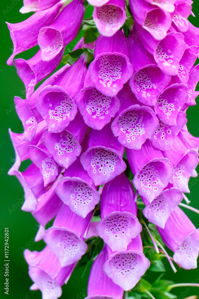 Fototapeta premium Blüten des Roten Fingerhut - Purpurea digitalis 