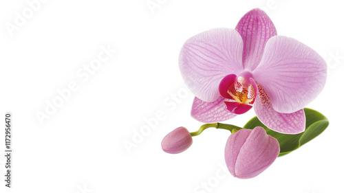 Vibrant Small Potted Orchid with a Striking Pink Bloom Perfect for Home Decor and Floral Arrangements.