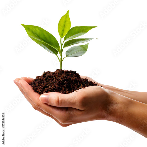 small pear tree in male hands, isolated on white