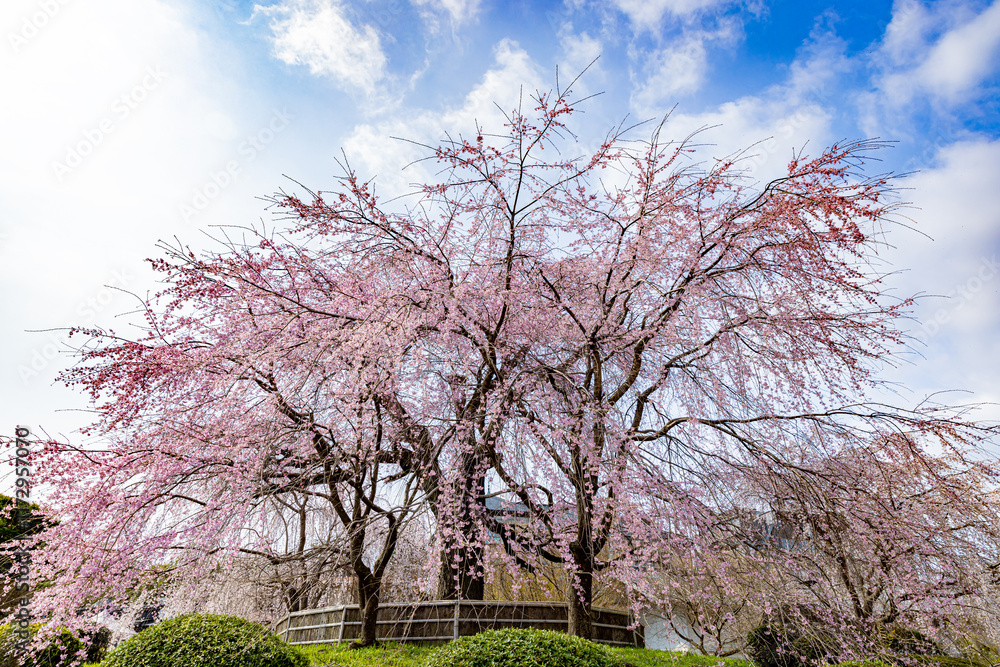 京都府円山公園 満開のしだれ桜
京都府円山公園 満開のしだれ桜