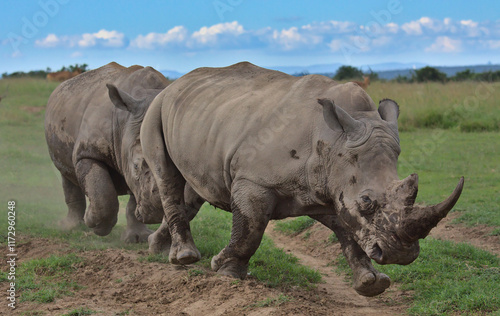 crash of southen white rhinos charging and sparring in the wild open plains of solio game reserve, kenya