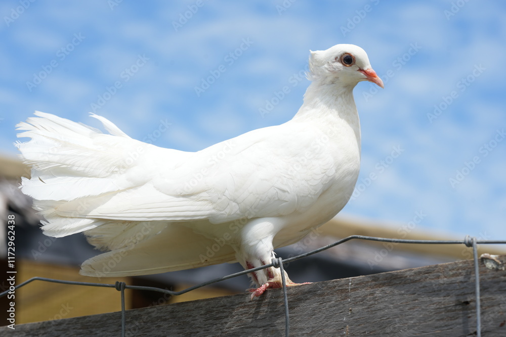 The White Dove typically refers to various species of doves and pigeons, particularly those in the genus Columba, which are known for their striking white plumage. The White Dove typically refers to various species of doves and pigeons, particularly those in the genus Columba, which are known for their striking white plumage.