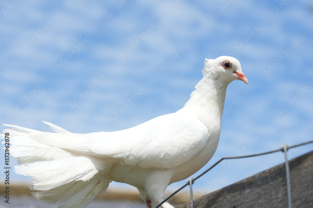 The White Dove typically refers to various species of doves and pigeons, particularly those in the genus Columba, which are known for their striking white plumage. The White Dove typically refers to various species of doves and pigeons, particularly those in the genus Columba, which are known for their striking white plumage.