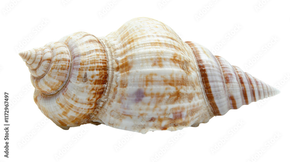 A Beautifully Smooth and Polished Seashell with an Intricate Spiral Shape, Perfect for Coastal-themed Decor or Artistic Projects. A Beautifully Smooth and Polished Seashell with an Intricate Spiral Shape, Perfect for Coastal-themed Decor or Artistic Projects.