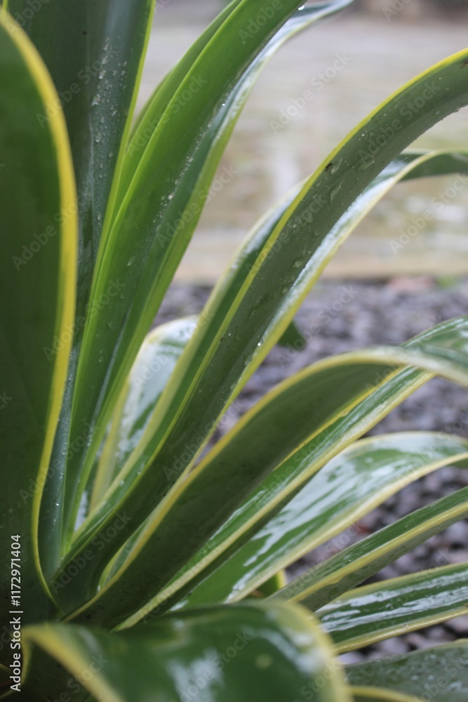 Fresh Green Leaves with Dewdrops in a Natural Setting Fresh Green Leaves with Dewdrops in a Natural Setting