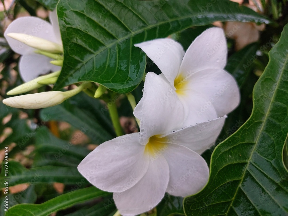 Obraz premium White frangipani flower or Plumeria pudica is a species of the genus Plumeria (Apocynaceae) 