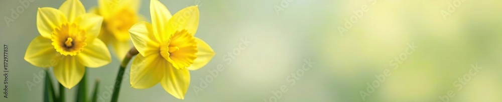 Yellow petals unfolding from a white daffodil stem, blossoms, blooming flowers, floral Yellow petals unfolding from a white daffodil stem, blossoms, blooming flowers, floral