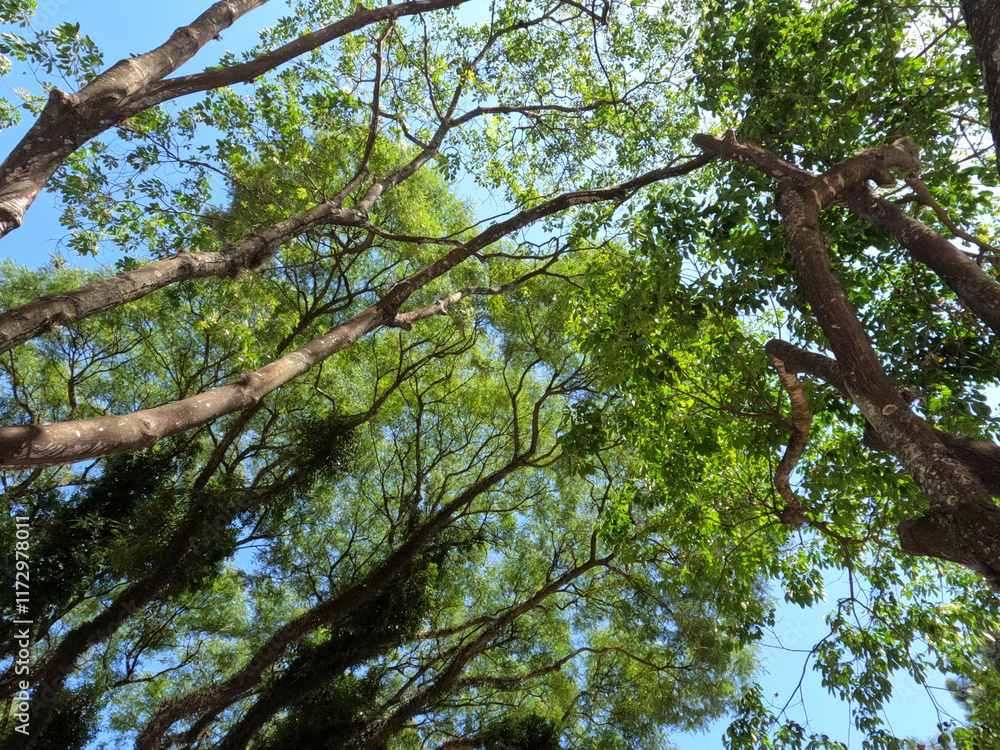 Fototapeta premium green leaves against blue sky. green leaves on blue sky. details of nature. green in contrast with blue.