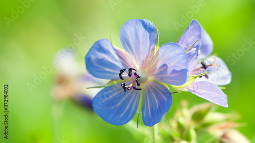 Geranium pratense. flowers at the roadside. meadow flowers and herbs. blue wildflowers, natural floral background. summer or spring season. path in the field. close-up