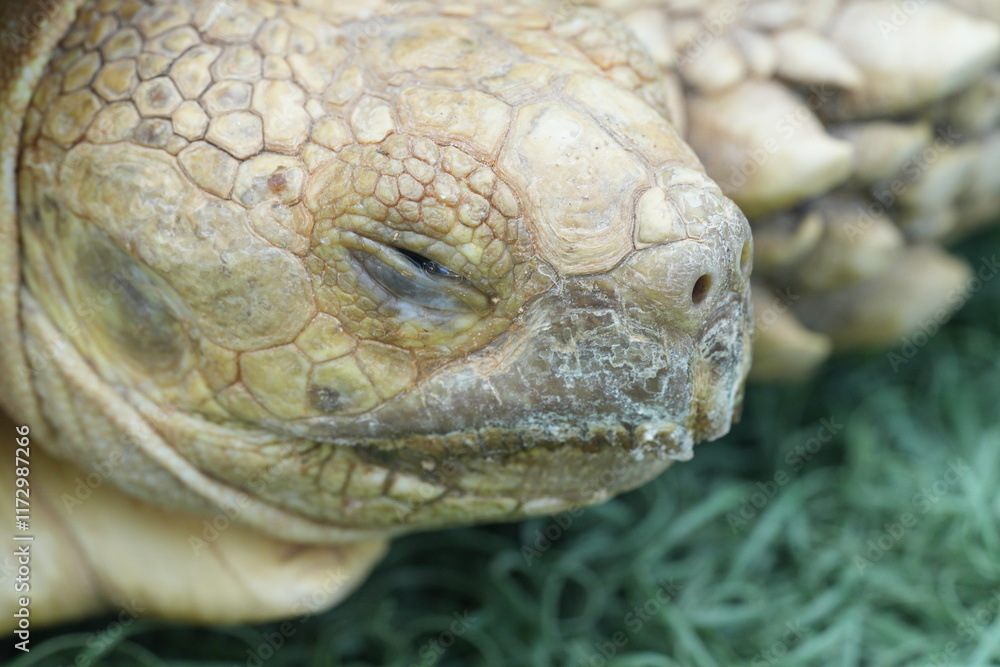 Φωτογραφία The African Spurred Tortoise (Centrochelys sulcata), also known as the Sulcata Tortoise, is one of the largest tortoise species in the world