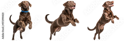 Wallpaper Mural playful brown Labrador leaping joyfully in various poses Torontodigital.ca