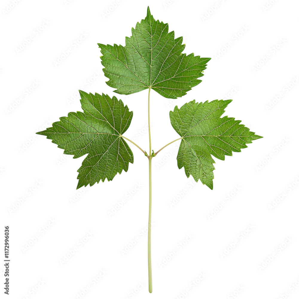 Fresh green grapevine leaves with vibrant appearance and texture Fresh green grapevine leaves with vibrant appearance and texture