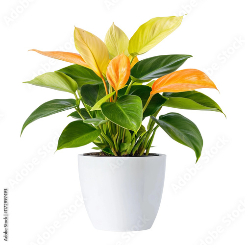 Vibrant Plant in a Pot: A close-up shot of a healthy houseplant featuring variegated, eye-catching leaf colors. Its green and golden foliage creates a refreshing aesthetic.