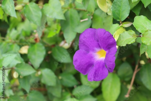 Bush clock vine flower or King's mantle (Thunbergia erecta) in garden photo