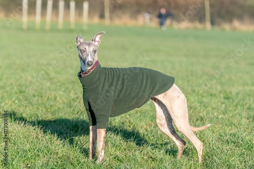 Whippet in a field