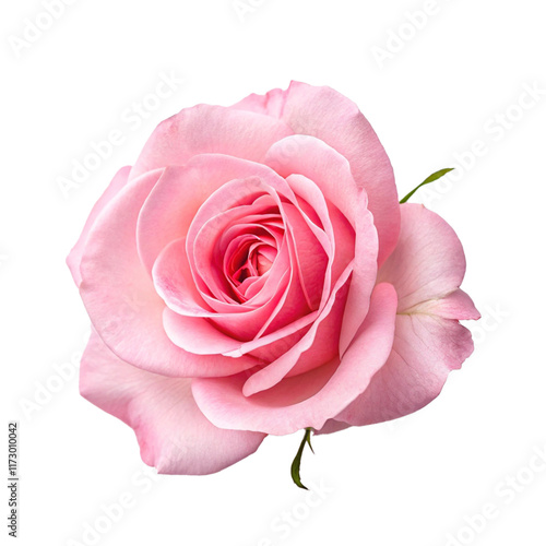 pink rose isolated