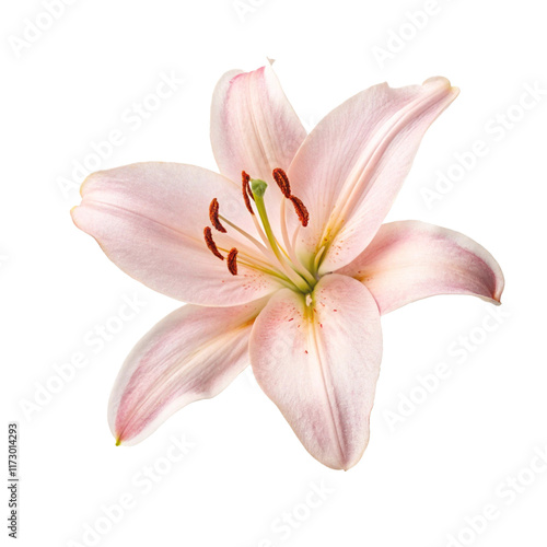 lily isolated on white