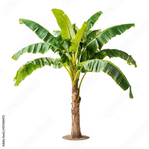 Banana Tree Isolated on Transparent Background photo